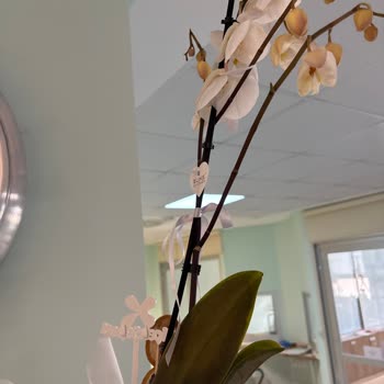 Çiçek Sepeti Donmuş Orkide Ve 24 Saat İade Talebine Cevapsızlık