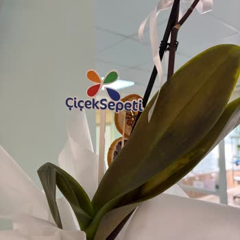 Çiçek Sepeti Donmuş Orkide Ve 24 Saat İade Talebine Cevapsızlık