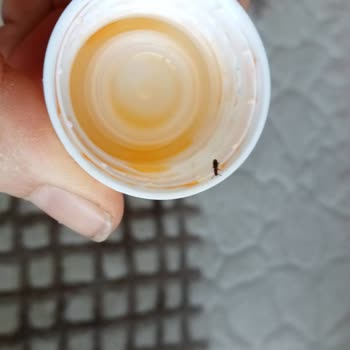 Dolven Şişesinde Böcek