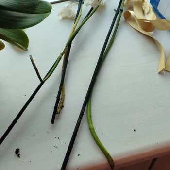 Kökü Olmayan Orkide Satışı Ve İade Talebi