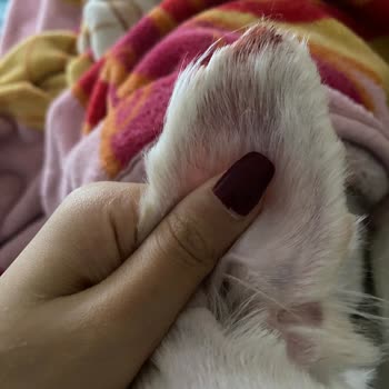 Köpeğim Yaralandı Ve Tıraş Yarım Bırakıldı: Bark&Lounge Pet Kuaför Şikayetim