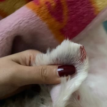 Köpeğim Yaralandı Ve Tıraş Yarım Bırakıldı: Bark&Lounge Pet Kuaför Şikayetim