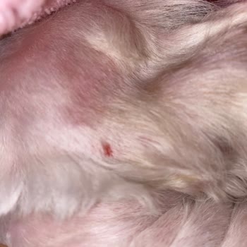 Köpeğim Yaralandı Ve Tıraş Yarım Bırakıldı: Bark&Lounge Pet Kuaför Şikayetim