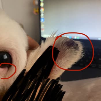 Köpeğim Yaralandı Ve Tıraş Yarım Bırakıldı: Bark&Lounge Pet Kuaför Şikayetim