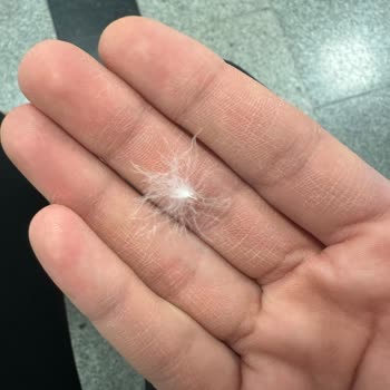 Garanti İsteği Ve İade Talebi: Kaz Tüyü Çıkan Adidas Mont