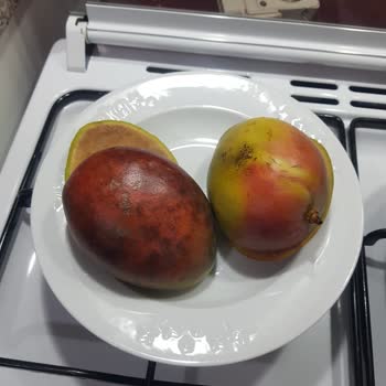 Migros Hemen Üzerinden Bozuk Mangoların Değişim Talebinin Reddedilmesi