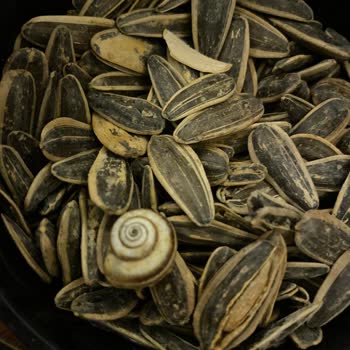 A101'den Alınan Çerezya Çekirdeğinde Salyangoz Kabuğu Keşfi