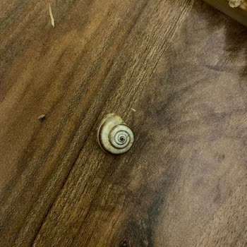 A101'den Alınan Çerezya Çekirdeğinde Salyangoz Kabuğu Keşfi