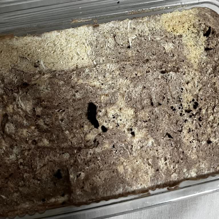 Koska Kakaolu Tahin Helvasında Siyah Parçacıklar: Güvenimiz Sarsıldı