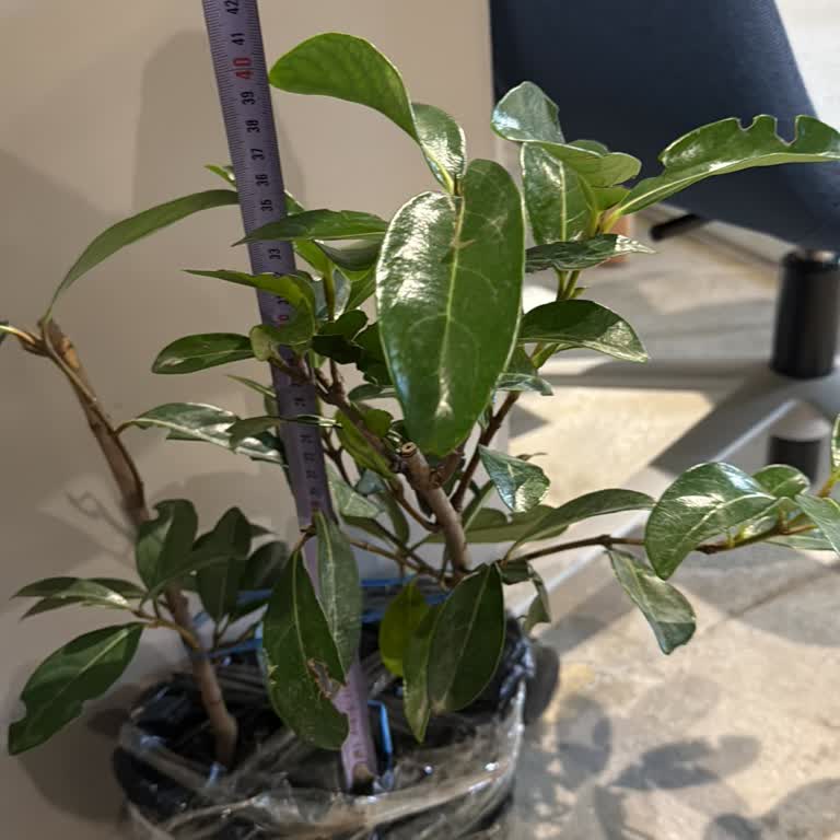 İlandaki Boy Ve Görünüme Uymayan Fidanlar İçin İade Ve Değişim Talebi