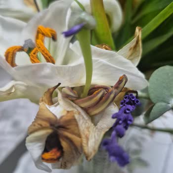 Doğum Günü Çiçeği Solmuş Ve Görseldekiyle Uyuşmuyor