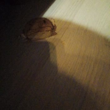 Best Livza Bungalov Şikayeti