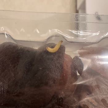 Migros Şubesinde Satılan Kuruyemişte Kurt Tespit Edildi