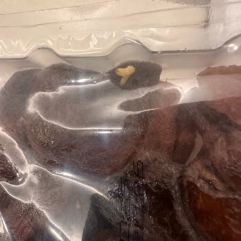 Migros Şubesinde Satılan Kuruyemişte Kurt Tespit Edildi