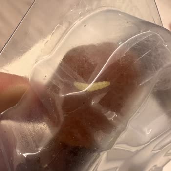 Migros Şubesinde Satılan Kuruyemişte Kurt Tespit Edildi