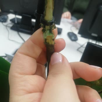 Hasarlı Orkide Ve Haksız Müşteri Hizmetleri