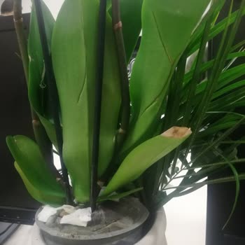 Hasarlı Orkide Ve Haksız Müşteri Hizmetleri