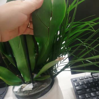 Hasarlı Orkide Ve Haksız Müşteri Hizmetleri