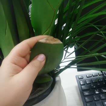 Hasarlı Orkide Ve Haksız Müşteri Hizmetleri