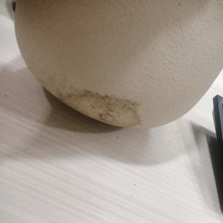 Hasarlı Orkide Ve Haksız Müşteri Hizmetleri