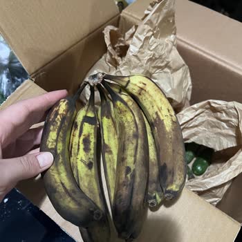 Muzların Olgunlaşmaması Ve Yanıltıcı Reklamlar