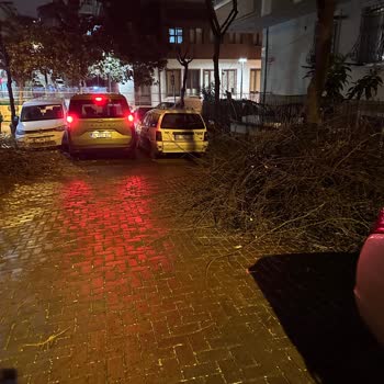 Güngören Belediyesi’nden Ağaç Dallarının Sokakta Bırakılması Nedeniyle Araç Hasarı Ve Çözüm Talebi