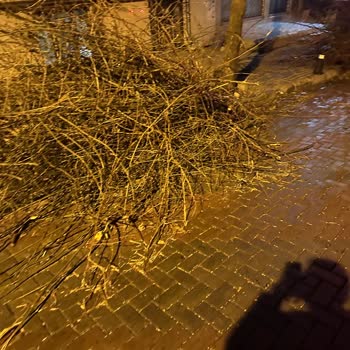 Güngören Belediyesi’nden Ağaç Dallarının Sokakta Bırakılması Nedeniyle Araç Hasarı Ve Çözüm Talebi