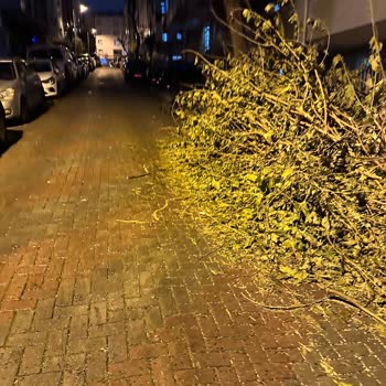 Güngören Belediyesi’nden Ağaç Dallarının Sokakta Bırakılması Nedeniyle Araç Hasarı Ve Çözüm Talebi
