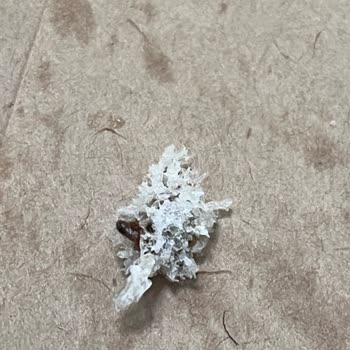 Köfte Burgerinde Kurt Bulunması Nedeniyle Sağlık Tehlikesi