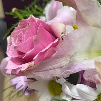 Solmuş Çiçek Teslimatı Ve Yeniden Gönderim Talebi