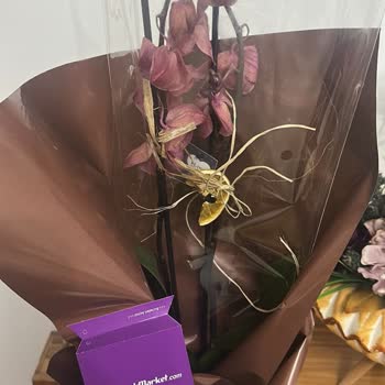 Cicekmarket.com'dan Aldığım Solmuş Orkide İçin Tam İade Talebi