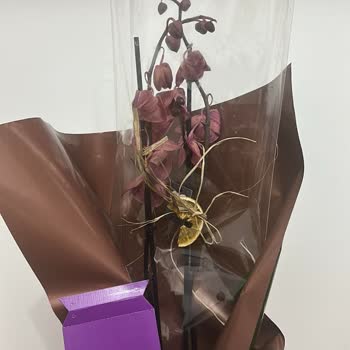 Cicekmarket.com'dan Aldığım Solmuş Orkide İçin Tam İade Talebi