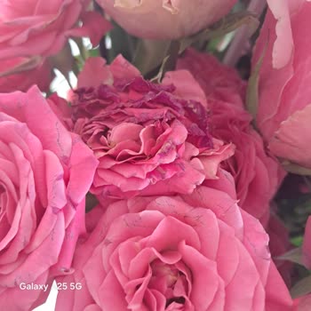 Çiçek Sepeti'nden Gelen Solmuş Çiçek Şikayeti