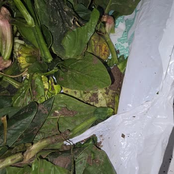 Trendyol Üzerinden Aldığım Bozuk Sebze Ve Meyve Ürünleri İçin İade Talebim Reddedildi