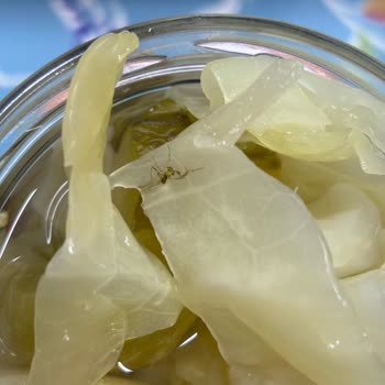 Galle Markasının Turşu Kavanozunda Sinek Ölüsü Bulunması Sağlık Ve Hijyen Endişesi