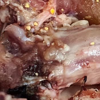 Lezita Tavukta Görülen Yem Kalıntıları Gıda Güvenliğini Tehdit Ediyor