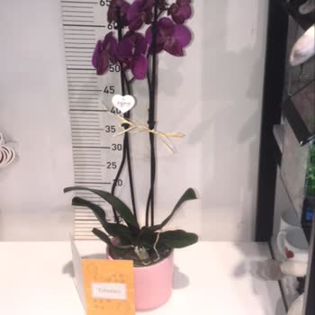Çiçek Sepeti'nde Yanlış Renk Orkide Ve Güvensiz Teslimat