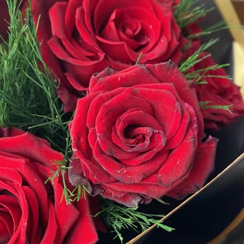 Solmuş Güller Ve Saygısız Teslimat