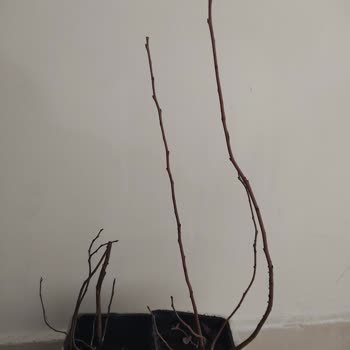 Fest Danışmanlık Ve Depolama Reklamda Gösterilenin Aksine Küçük Yaban Mersini Fidanları