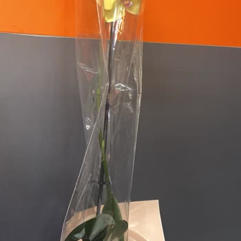 Yanlış Çiçek Gönderimi Ve Şirketin Cevapsız Tutumu