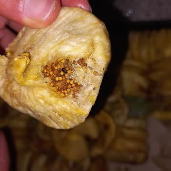 Karışık Ve Böcekli Dağ İnciri Gönderimi Sağlık Endişesi Yaratıyor