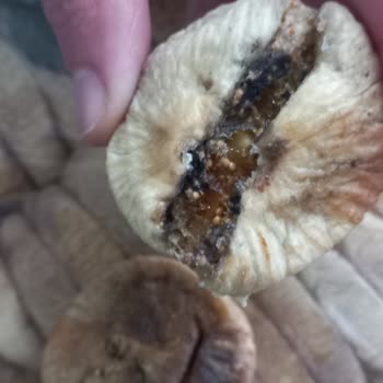 Karışık Ve Böcekli Dağ İnciri Gönderimi Sağlık Endişesi Yaratıyor