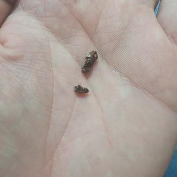 Şok Markette Eti Gofret Paketi İçinde Böcek Larvası Bulundu