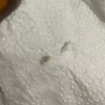 Böcekli Waffle Karışımında Gıda Güvenliği Endişesi