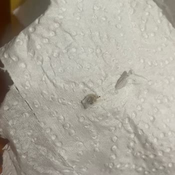 Böcekli Waffle Karışımında Gıda Güvenliği Endişesi