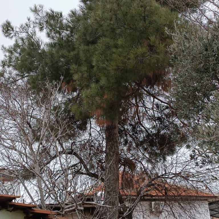 Cumhurbaşkanlığı Evimizi Tehdit Eden Çam Ağacının Kesilmesi İçin Acil Talep