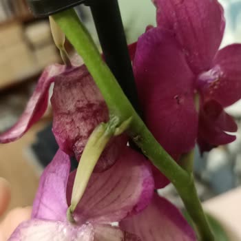 Çiçekler Dökmüş Ve Not İletilmemiş, Kurye Gizliliği İhlal Etti