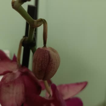 Çiçekler Dökmüş Ve Not İletilmemiş, Kurye Gizliliği İhlal Etti