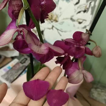 Çiçekler Dökmüş Ve Not İletilmemiş, Kurye Gizliliği İhlal Etti