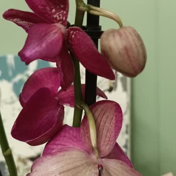 Çiçekler Dökmüş Ve Not İletilmemiş, Kurye Gizliliği İhlal Etti